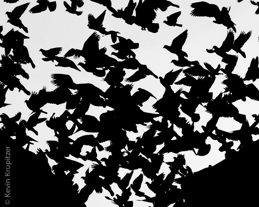 Nepalese Pigeons 02.jpg