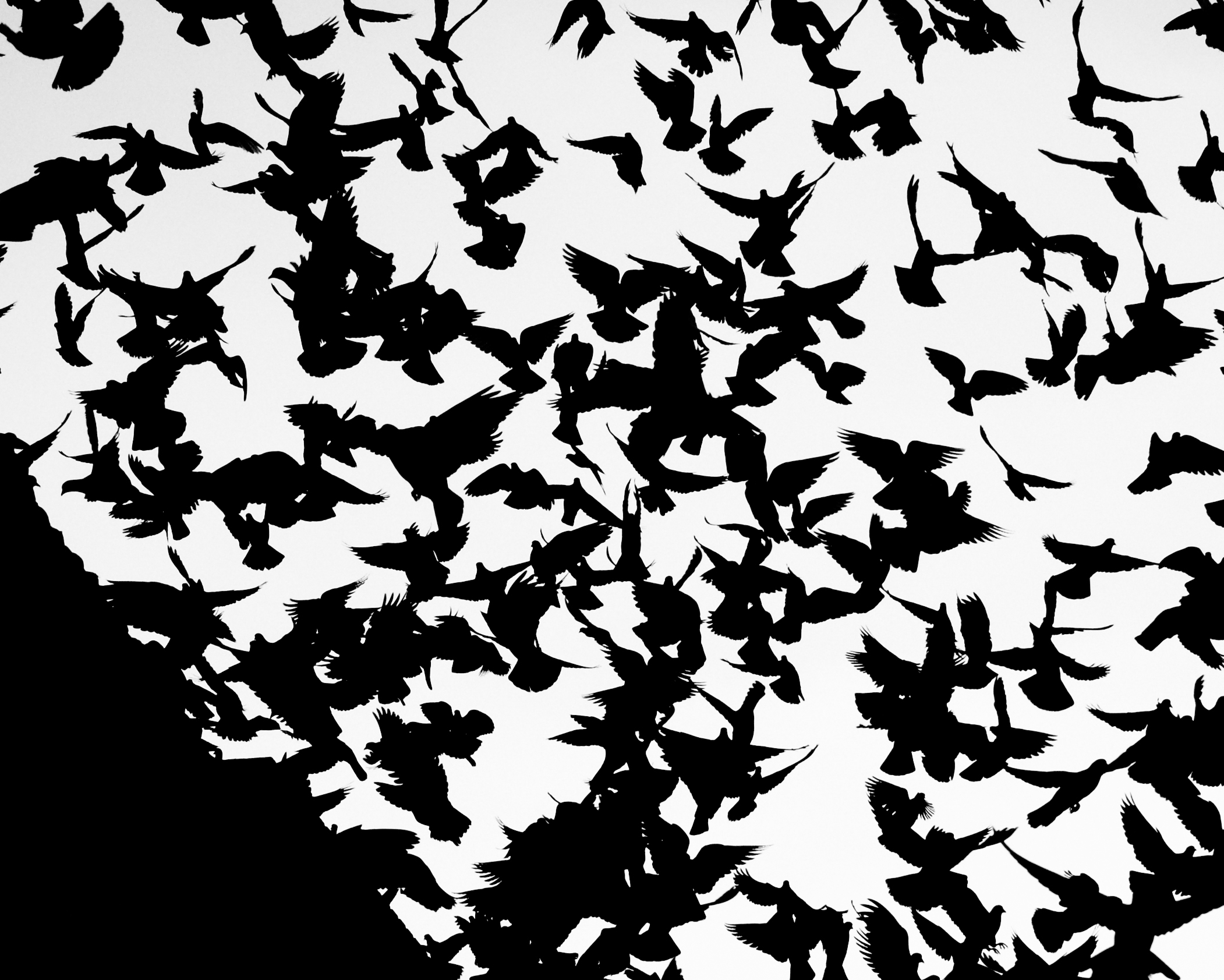 FLOCK is Best In Category: Animals, VISIONS 2013