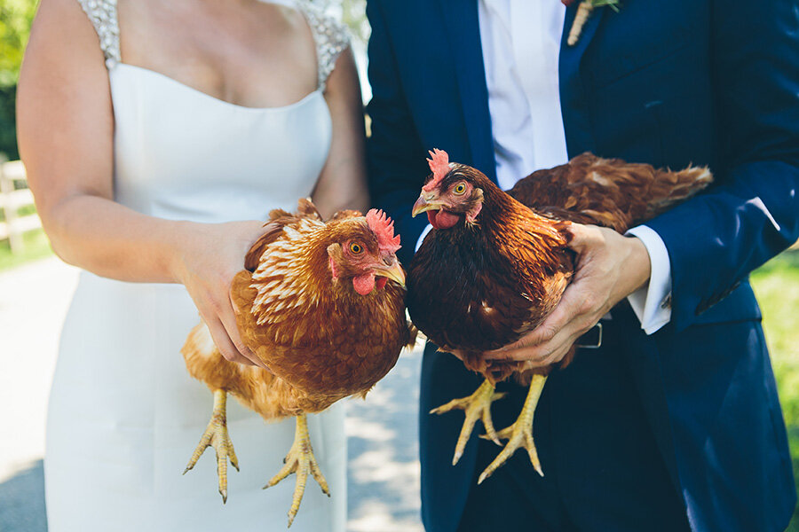 NYC-WEDDING-PHOTOGRAPHER-CITYHALL-ELOPEMENT-BLUE-HILL-AT-STONE-BARNS-WEDDING-VINCY-FONG-chickens.jpg