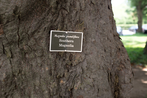 Sitting in the shade of a sweet Southern Magnolia