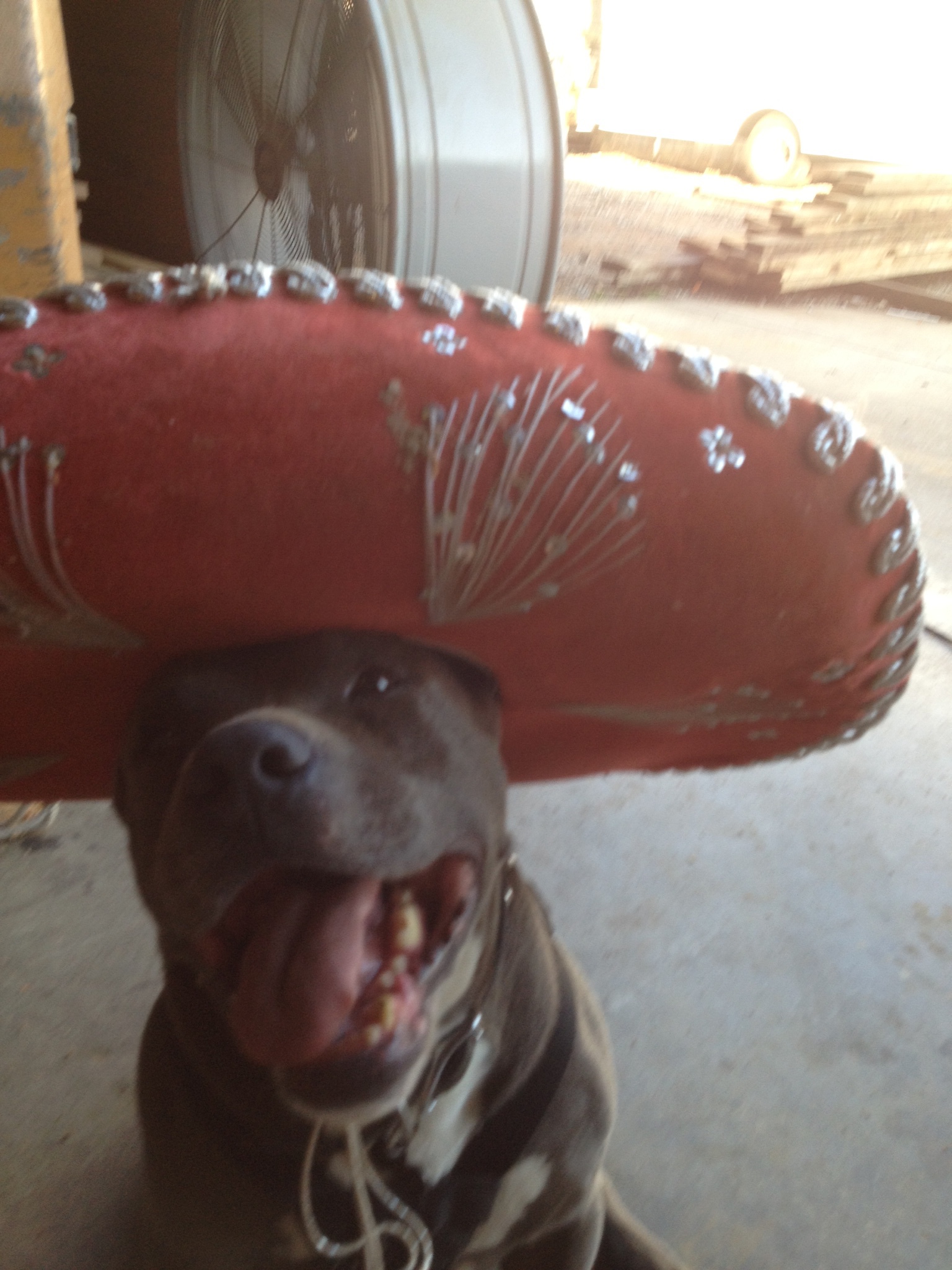 IMG_0046.jpeg