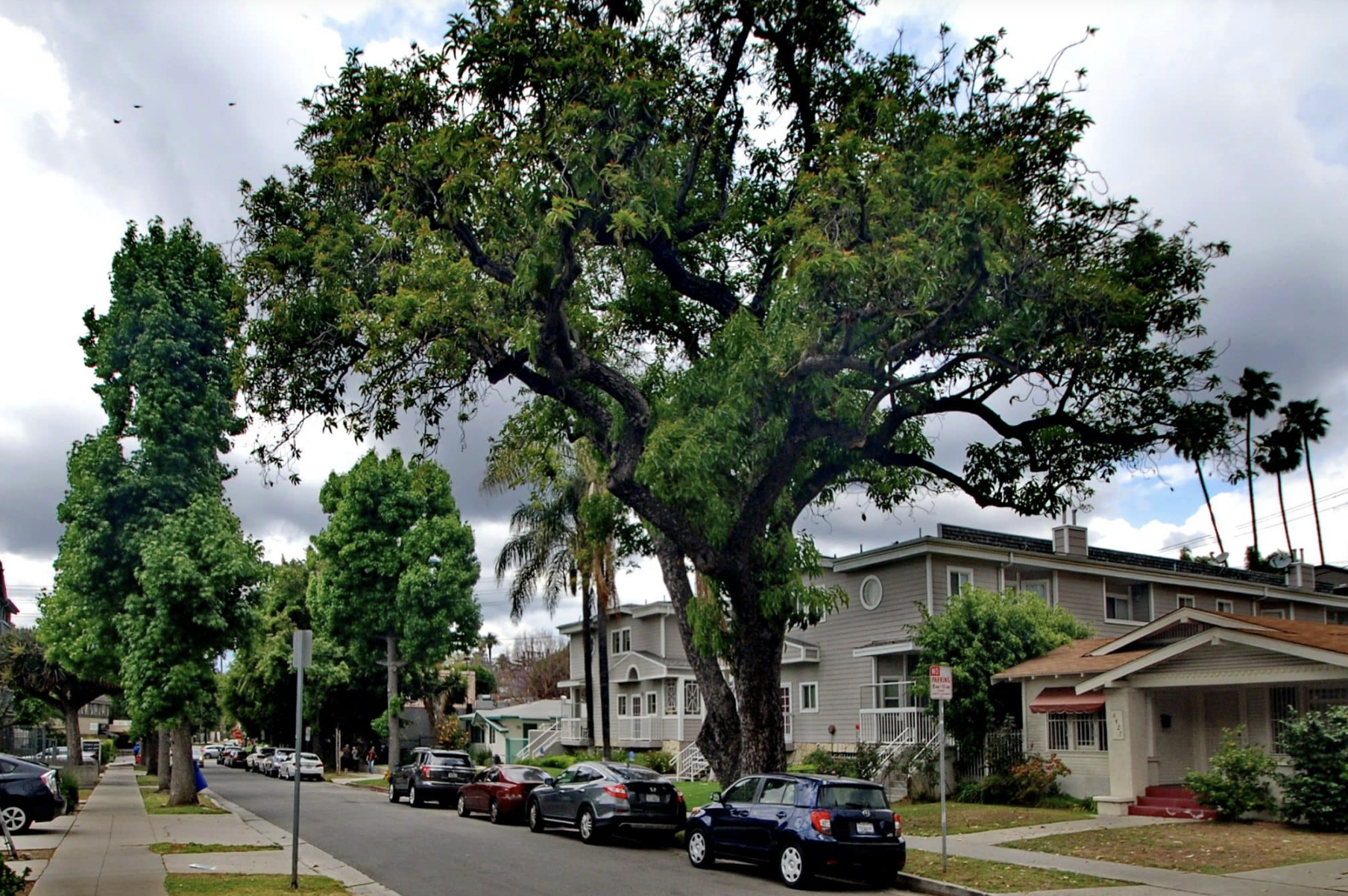 The Avocado Trees of Los Feliz: A Living Landmark (HCM #343)