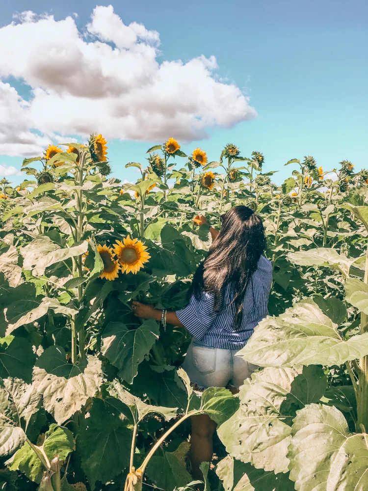 Searching for Sunshine 