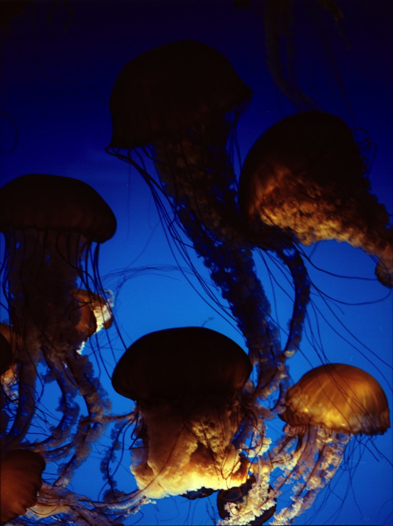 jellyfishblues copy.jpg