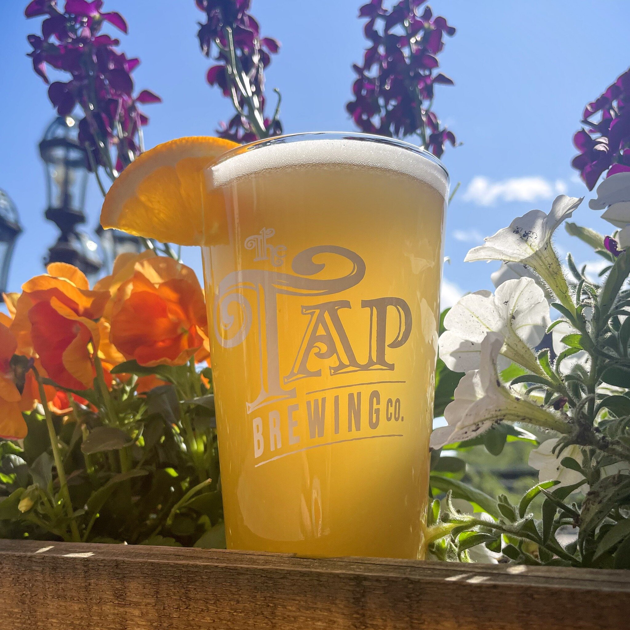 WHITTIER WHITE IS BACK ON TAP! Our classic Belgian wit made with orange peel, coriander and grains of paradise. Fermented with Belgian yeast which brings out the citrus fruitiness. Refreshing Tap patrons since 2003!
#itsback! #ondraftnow #whittierwhi
