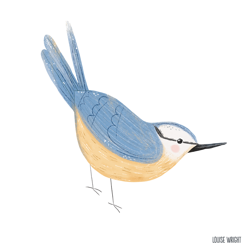 nuthatch louise wright.jpg