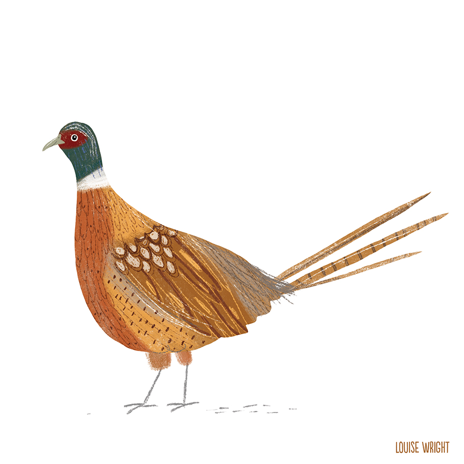 pheasent louise wright.jpg