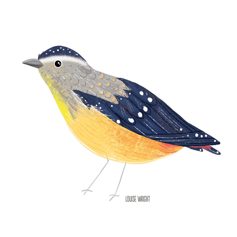spotted pardalote louise wright.jpg
