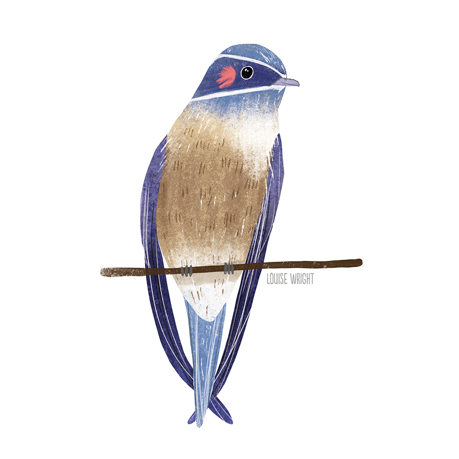 whiskered treeswift louise wright.jpg