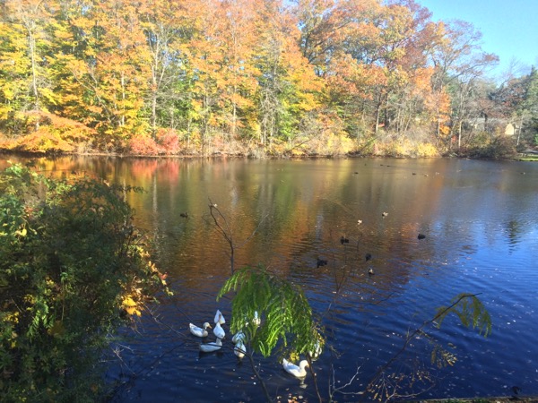 iphone-20151104072513-0.jpg
