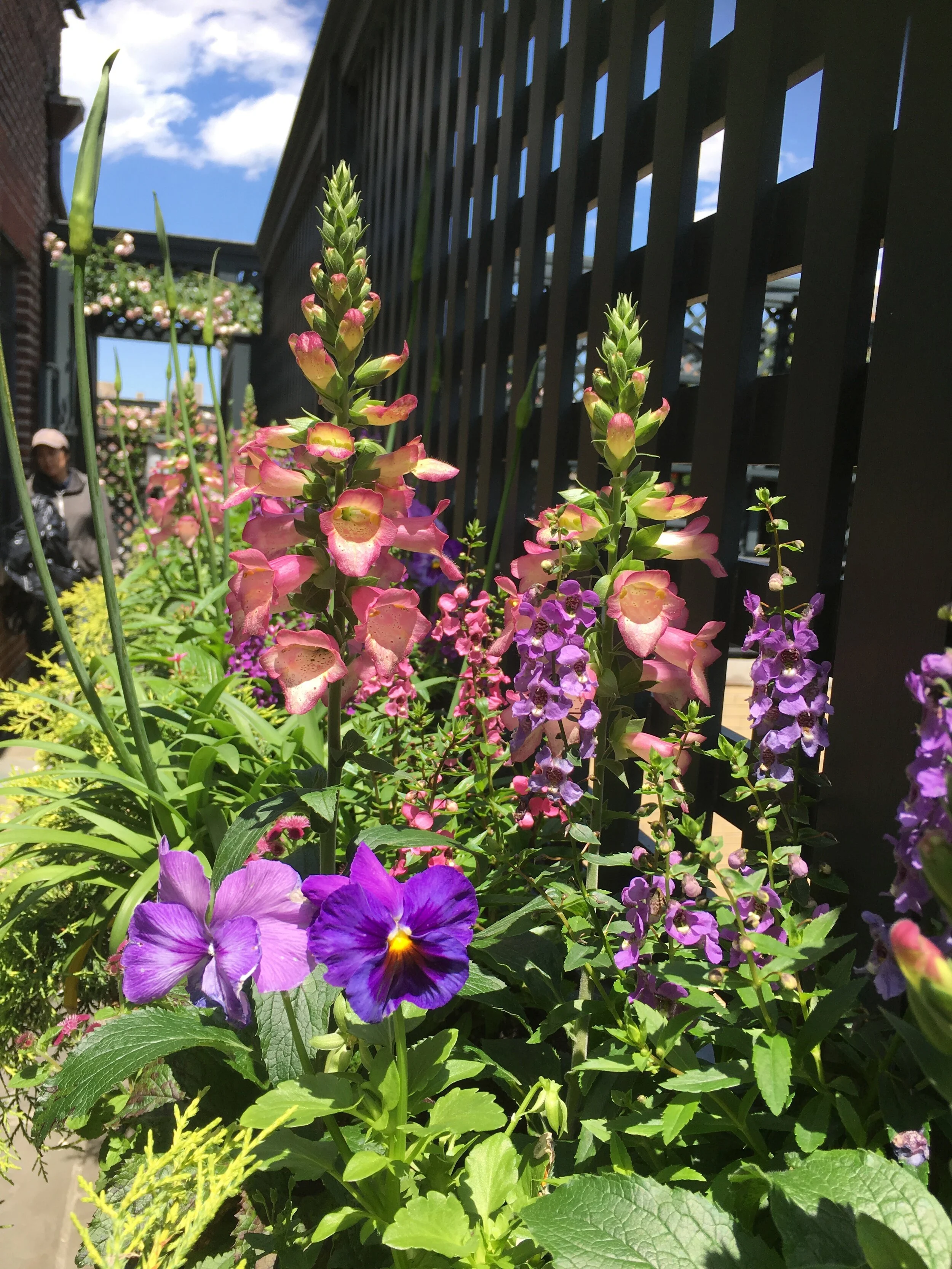 Hasted Welles Associates horticultural design, snapdragons in bloom in custom metal planters along the trellised walls of a NYC rooftop dining area, grill and seating for an urban residential garden decorated with seasonal plantings