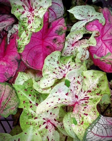 Hasted Welles Associates horticultural design, leaves in shades of vibrant green and pink showing the vibrancy and creativity of HWA gardens