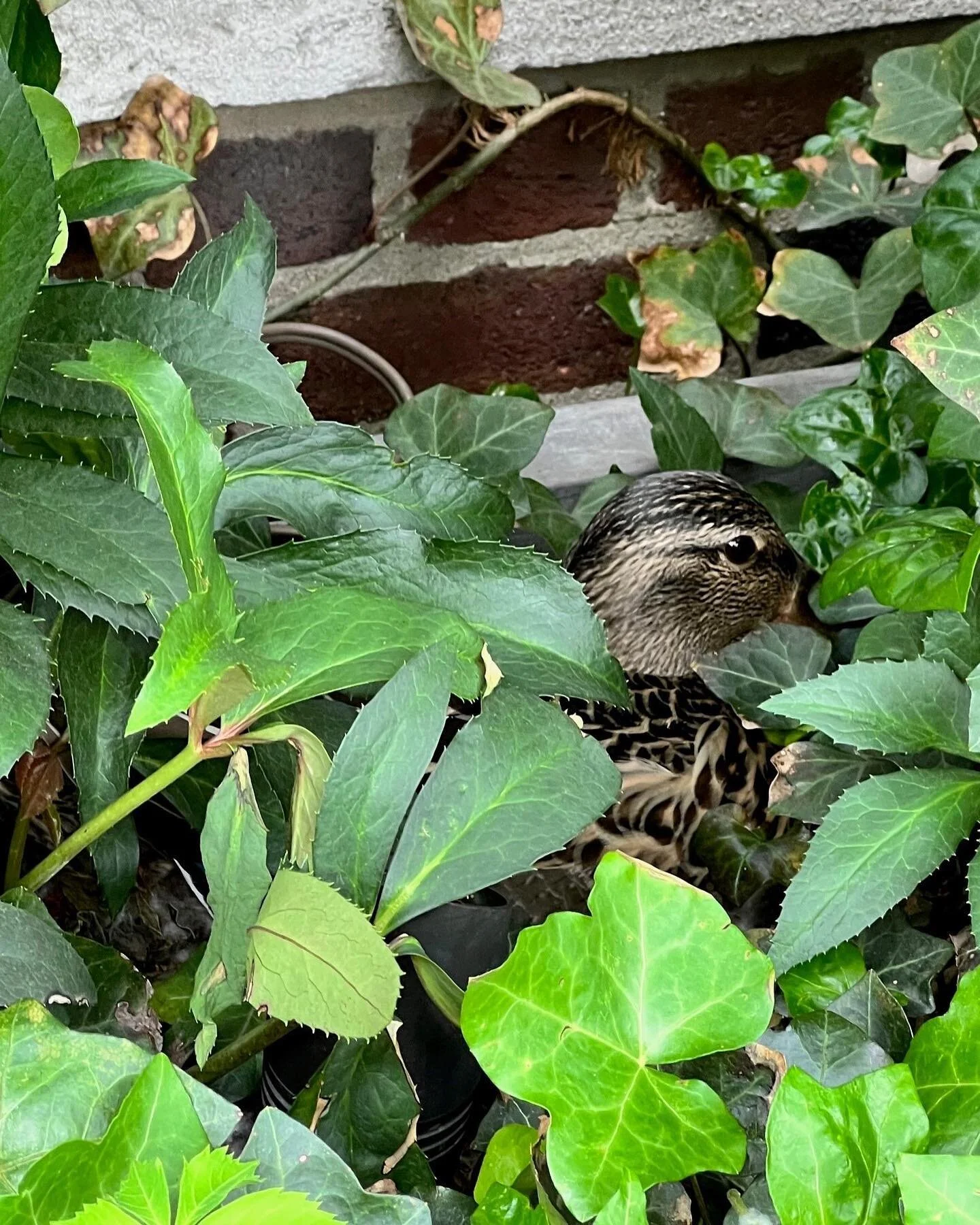 When you work to incorporate nature back into the built environment, sometimes nature comes for a visit! 
We’ll make sure she’s safe until she’s ready to move on with her ducklings. 
.
.
.
.
.
#halstedwellesassociates #nycgardens #t