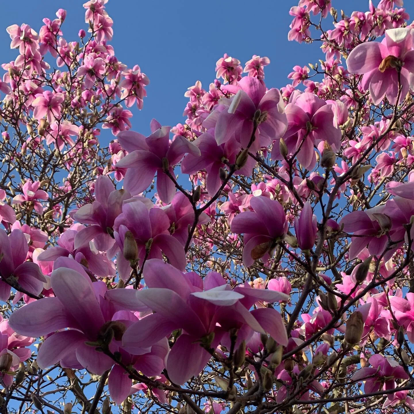 Spring classics as we get ready for summer plantings. 
HWA is a full-service design, installation, and maintenance firm meaning we take care of our gardens for years and often decades after original plans and plantings and love to see the seasons ch