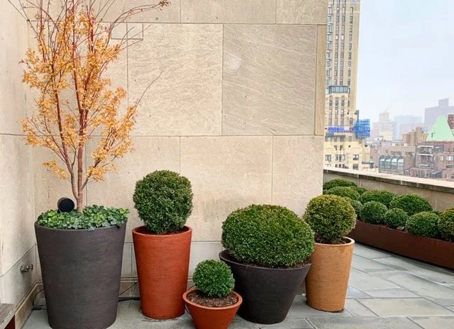 S_promo_shrub_pot_planter_view.jpeg