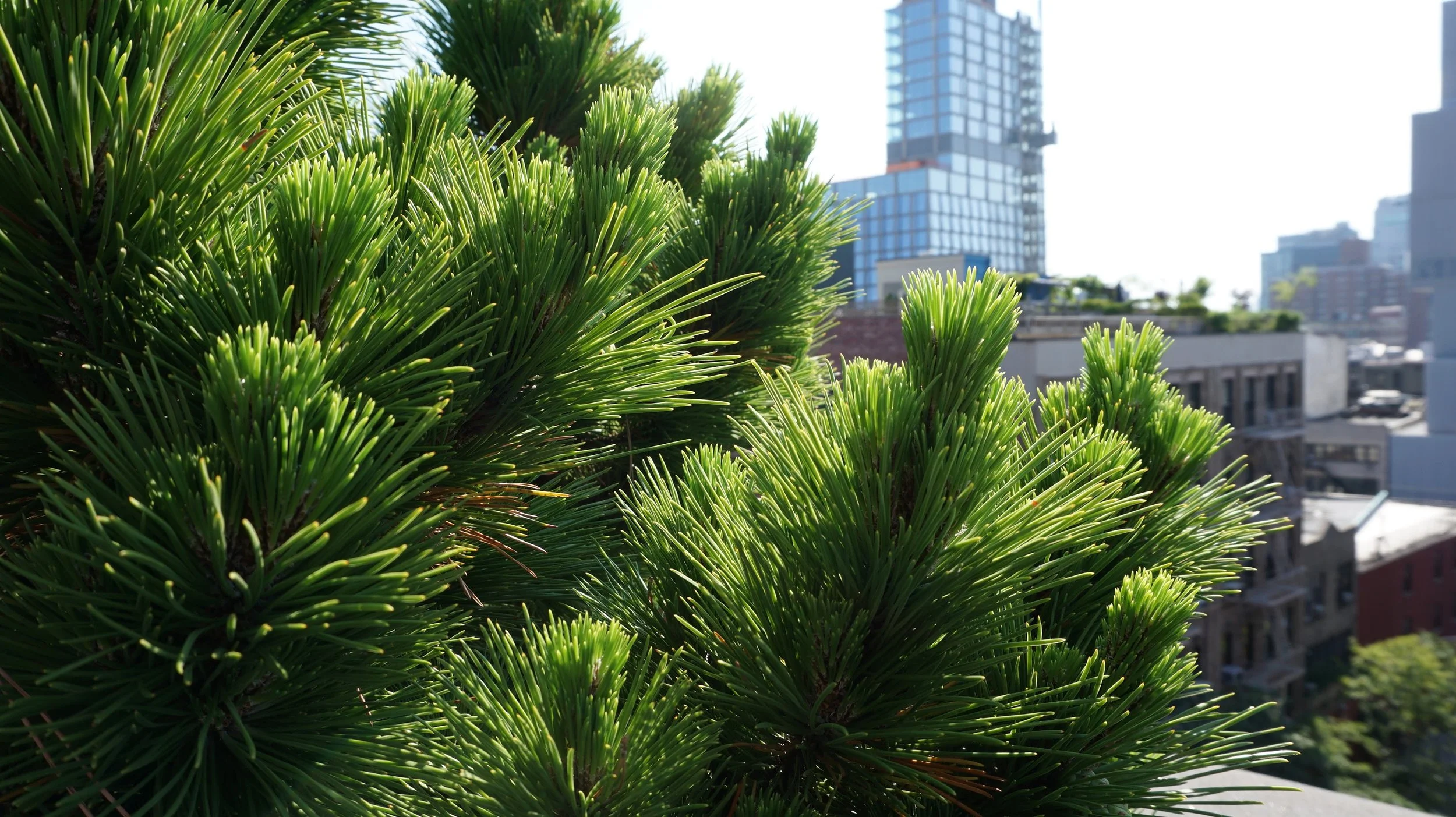 Penthouse rooftop garden designed installed and maintained by Halsted Welles Associates  showing a close up of branches of a pine tree against a backdrop of city buildings