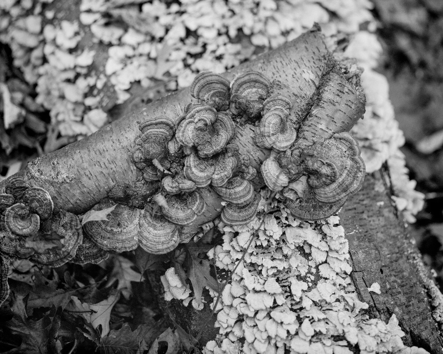 4X5 CMA - FiNAL9 copy.jpg