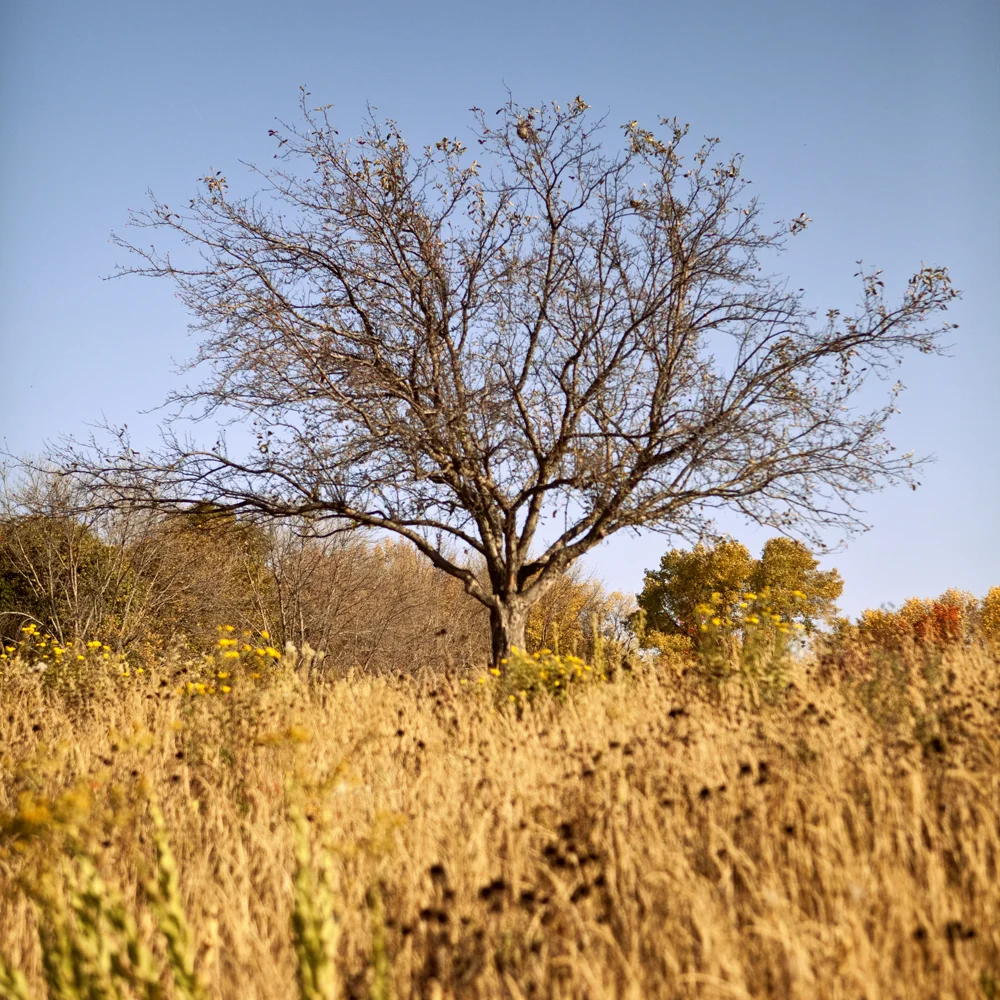 IMG_4786r.jpg