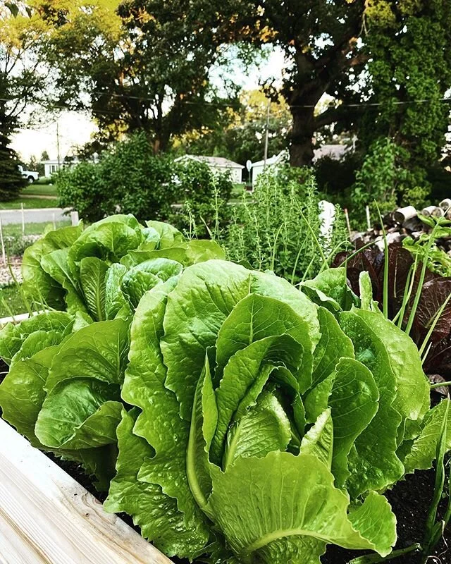 This lettuce is giving me life☀️☀️☀️
