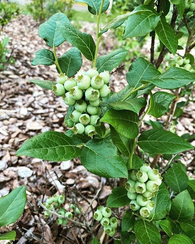 Can&rsquo;t wait!! #homegrown #organic #organicblueberries #blueberries #inthegarden #eatinggood #masteringdiabetes #lada #diabetes #diabetessuperfoods