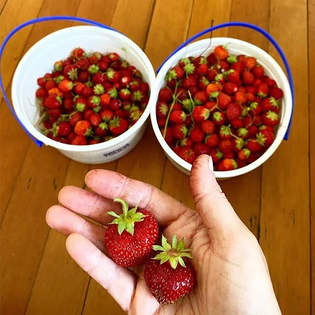 Picked more berries this morning! I picked these barefoot to get my earthing time in and soaked up all that vitamin d that&rsquo;s out there today!! Also froze a ton of berries  to have over the winter! Gonna make a big pitcher of strawberry lemonade