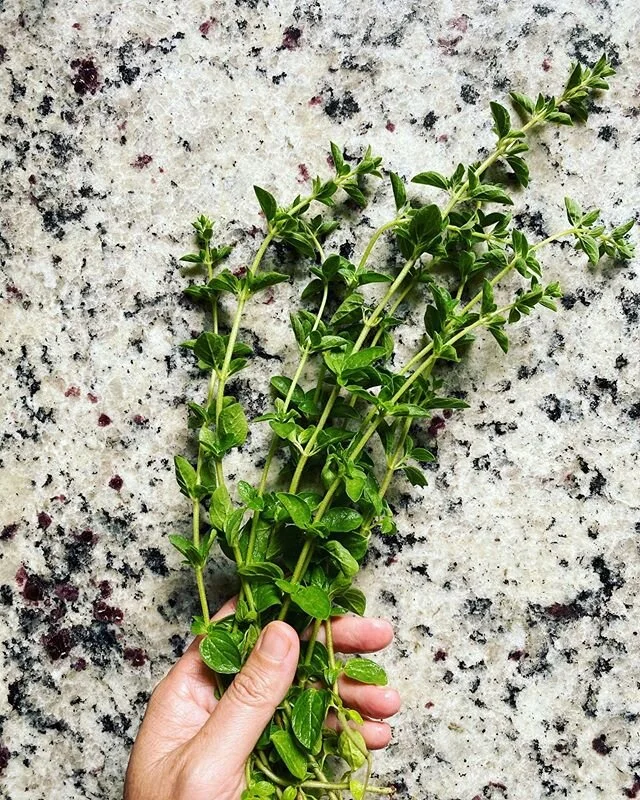 Oregano from the garden