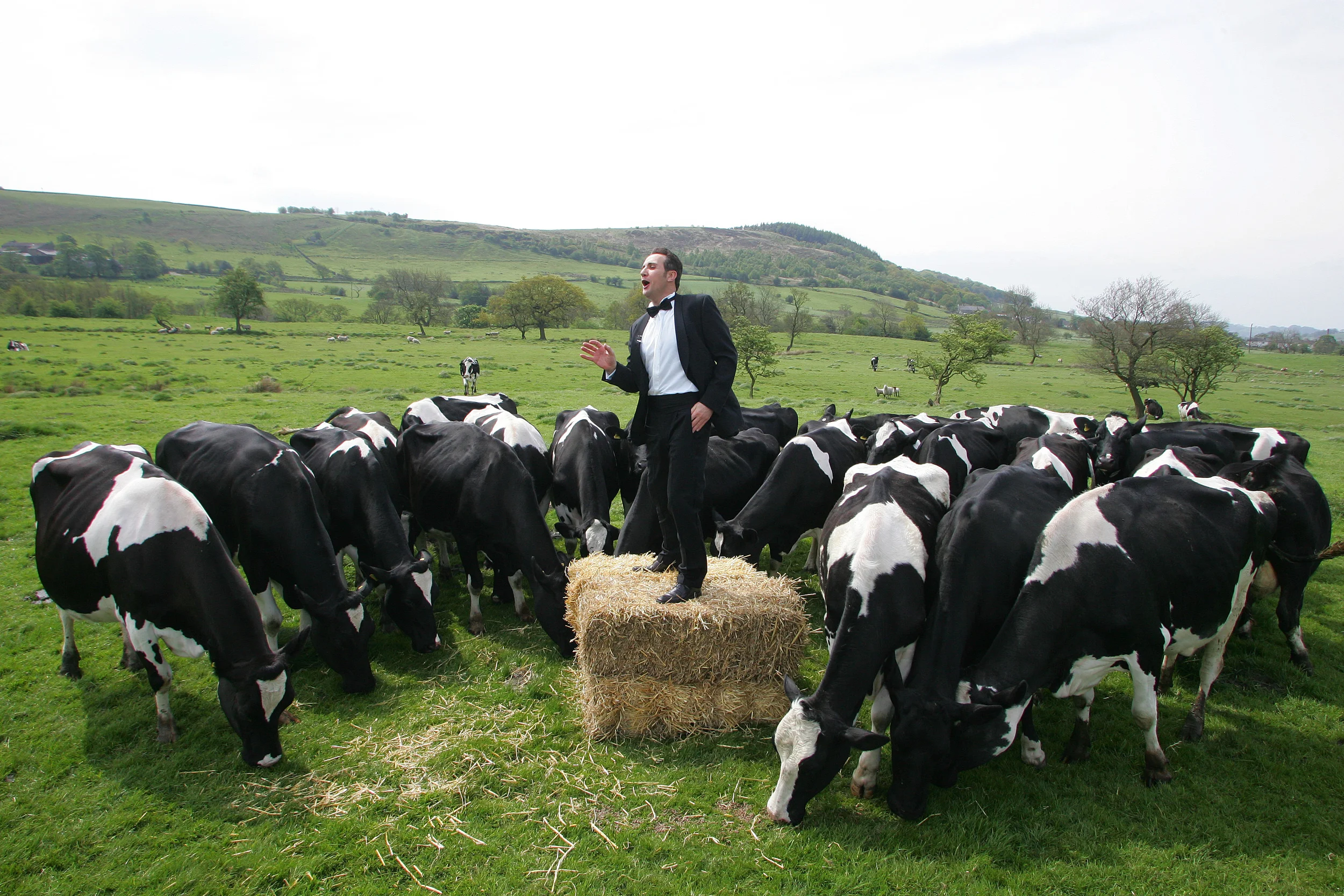 ANTONIO FEDERICI 'OPERA COWS' 2009..jpg