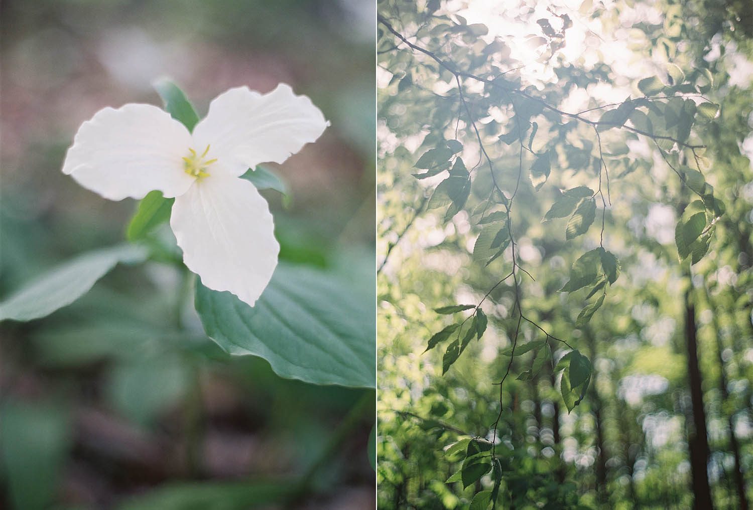trilliums in the forrest make a perfect bridal shoot backdrop