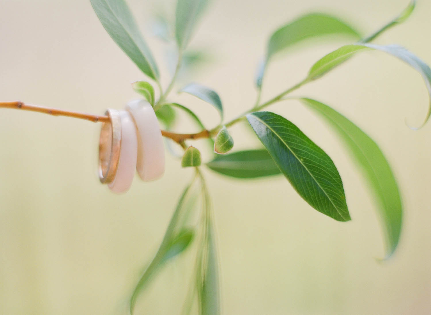 ivory rings on a branch