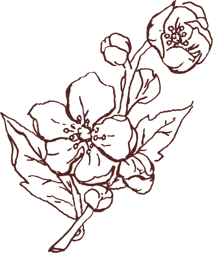 Web (7).png