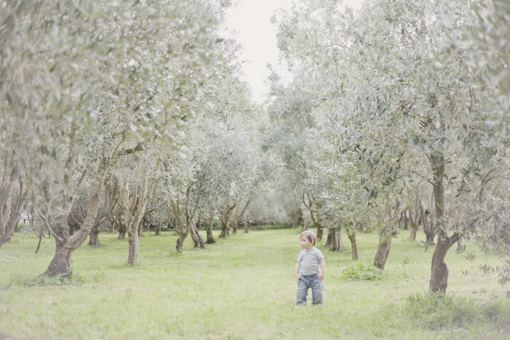 olive_5.jpg