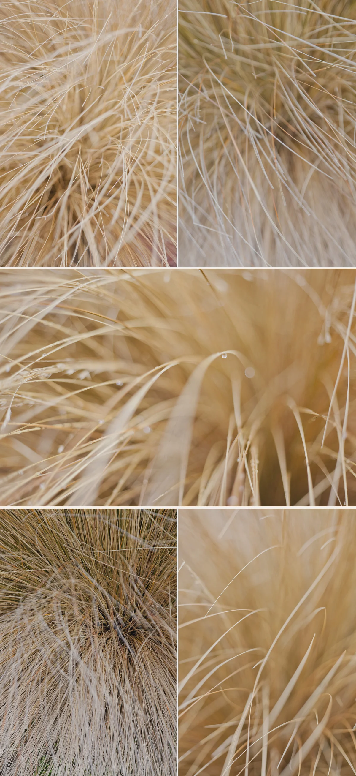 Grasses.jpg