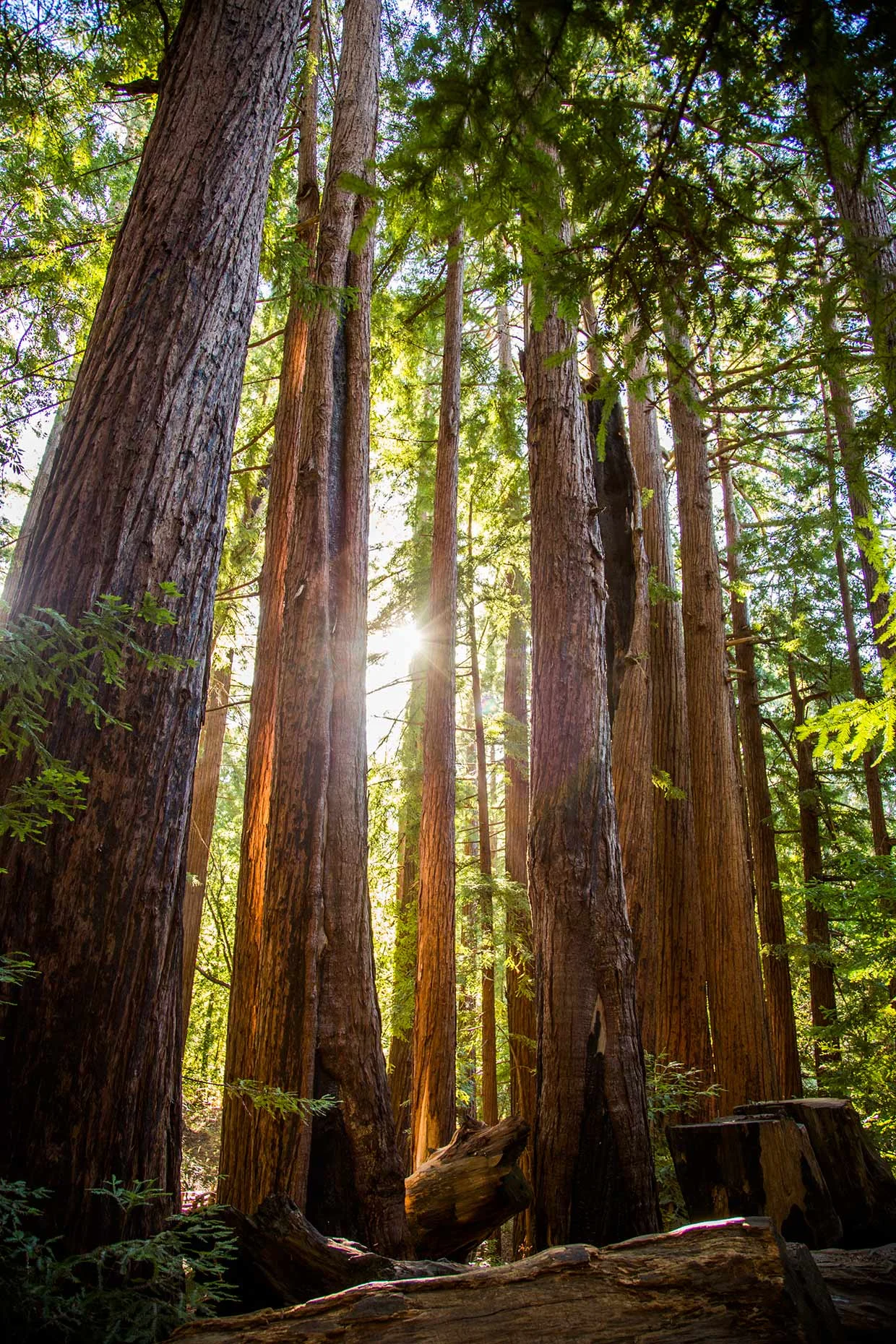 Web_Big_Sur_Trees.jpg