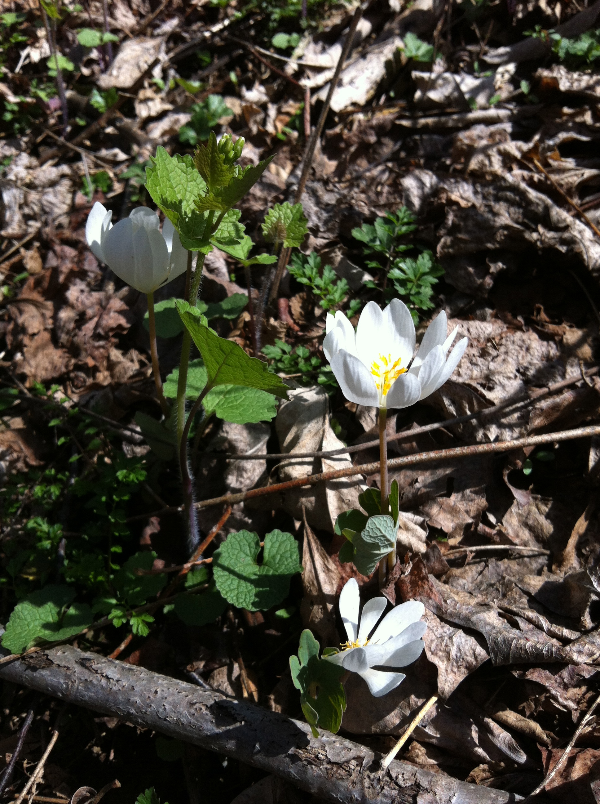 Bicycle Botany: Bloodroot ( Sanguinaria candaensis L.) blooming on a roadside in Chester County on 26 Mar 2012. 