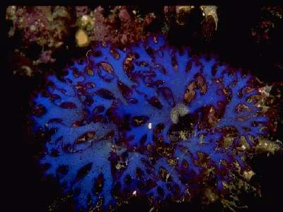bright_alga.jpg