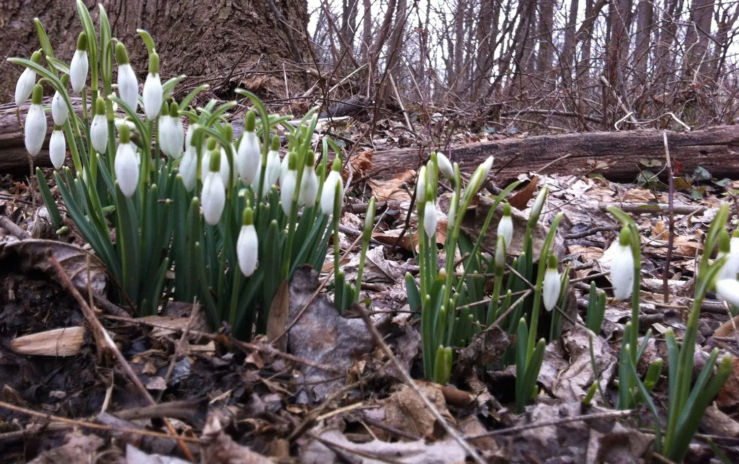 Snowdrops (Galanthus nivalis)