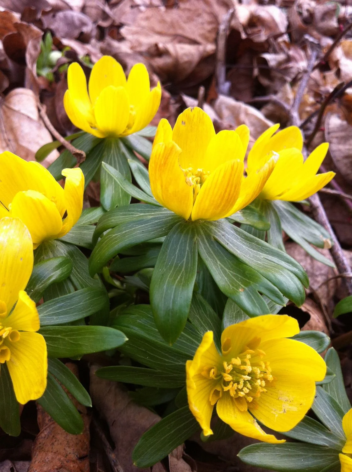 Winter aconite (Eranthis hyemalis)