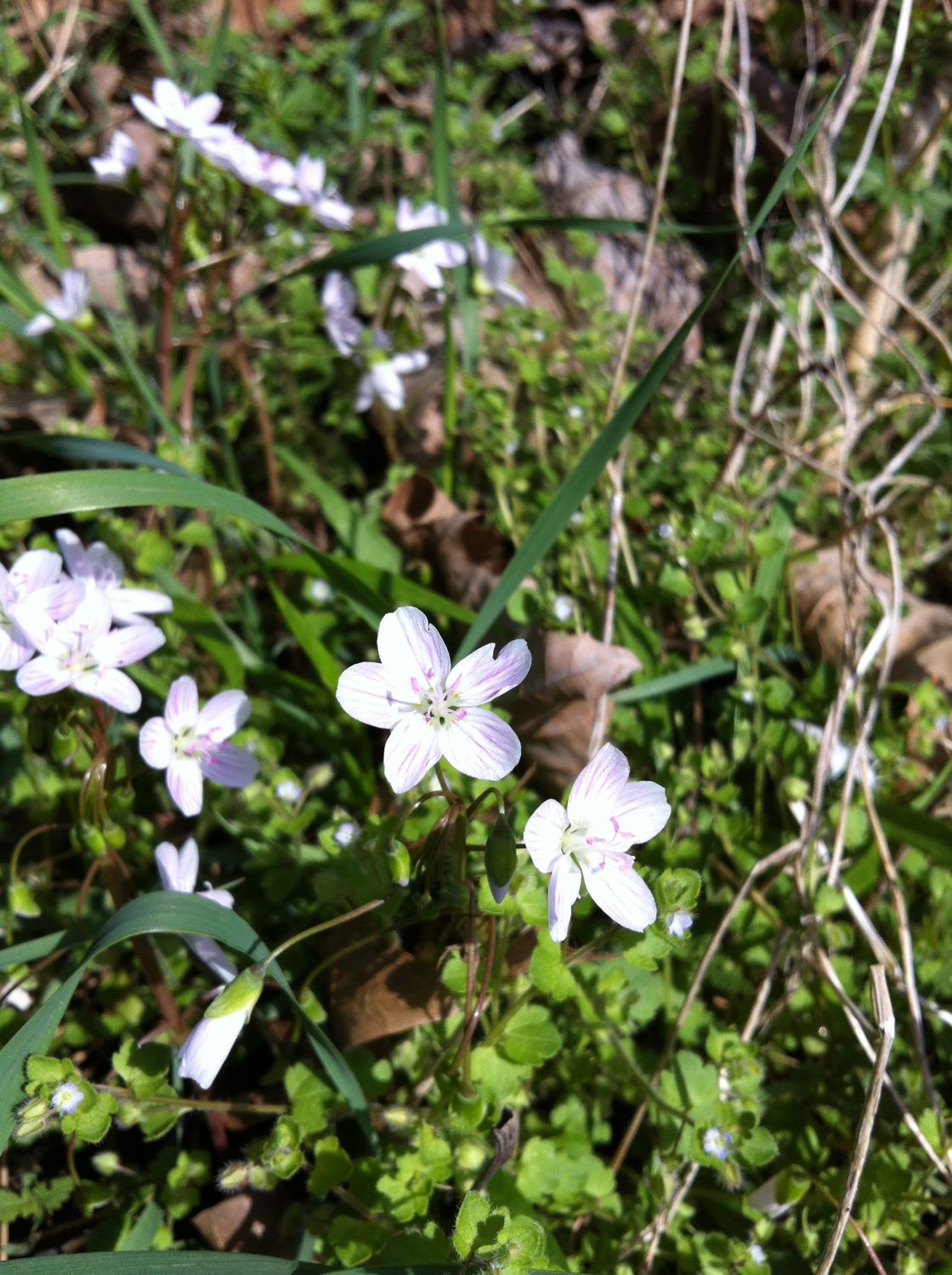 Claytonia caroliniana.jpg
