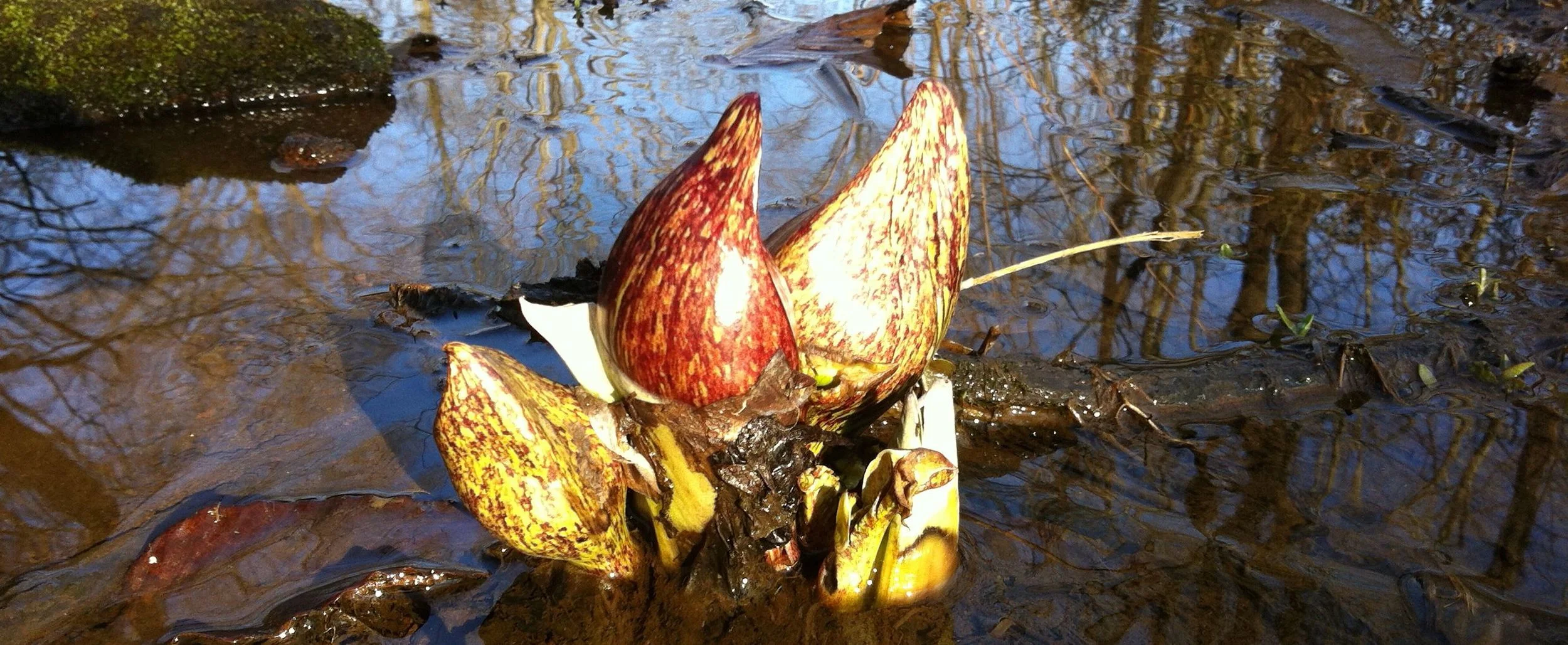 SKUNK-CABBAGE. Symplocarpus
foetidus (L.) Salisb. ex Nutt. 13 March 2013. Stroud Preserve, West
Chester, Chester County, Pennsylvania.
Normal
0
false
false
false
EN-US
JA
X-NONE
/* Style Definitions */
table.MsoNormalTable
{mso-style-name:"Table Normal";
mso-tstyle-rowband-size:0;
mso-tstyle-colband-size:0;
mso-style-noshow:yes;
mso-style-priority:99;
mso-style-parent:"";
mso-padding-alt:0in 5.4pt 0in 5.4pt;
mso-para-margin:0in;
mso-para-margin-bottom:.0001pt;
mso-pagination:widow-orphan;
font-size:12.0pt;
font-family:"Times New Roman","serif";
mso-fareast-language:JA;}