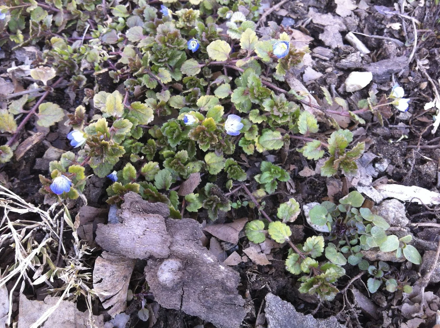 Field speedwell ( Veronica media L.) 5 March 2013. The Stroud Preserve, Chester County PA. 