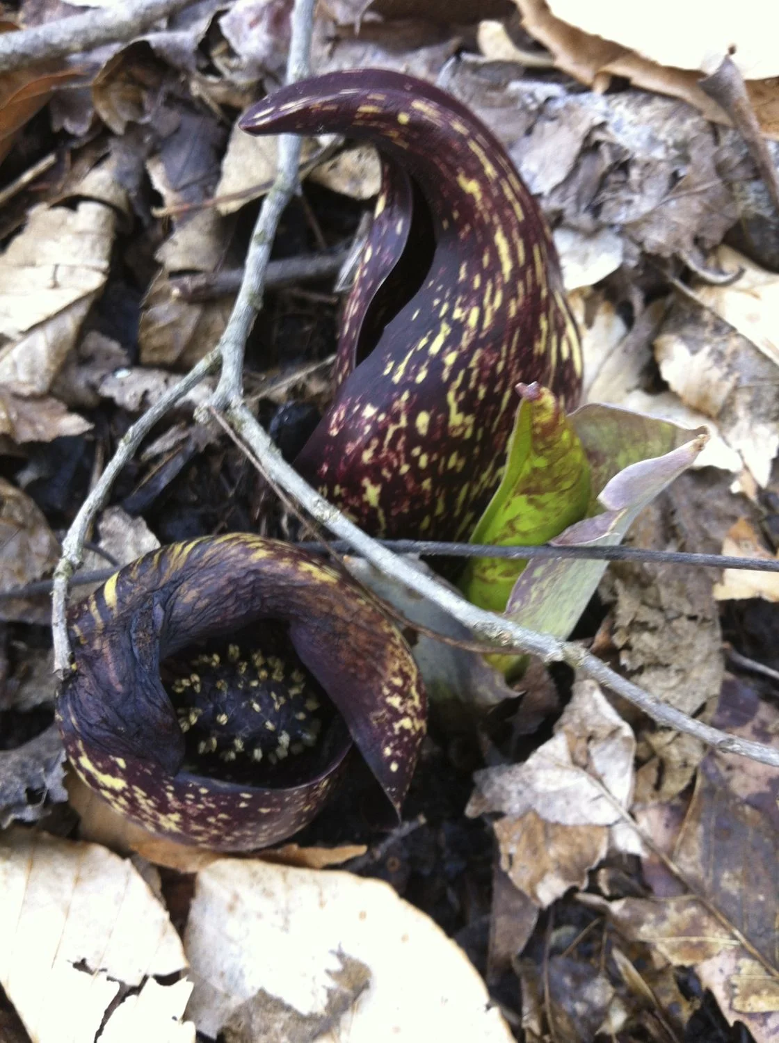 Skunk Cabbage ( Symplocarpus foetidus (L.) Salisb. ex Nutt). 20 March 2013. Stroud Preserve, West Chester, Chester County, Pennsylvania. 