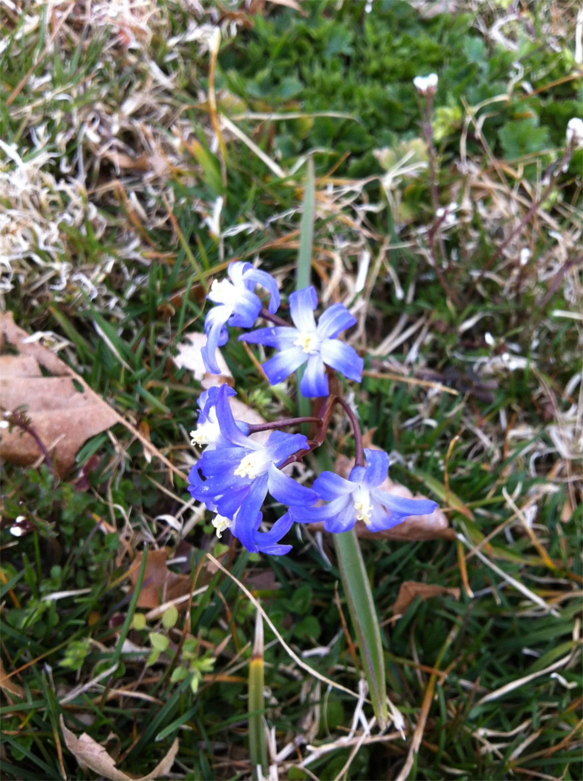 GLORY-OF-THE-SNOW ( Chionodoxa luciliae Boiss.), 3 April 2013, Stroud Preserve, Chester County, Pennsylvannia.