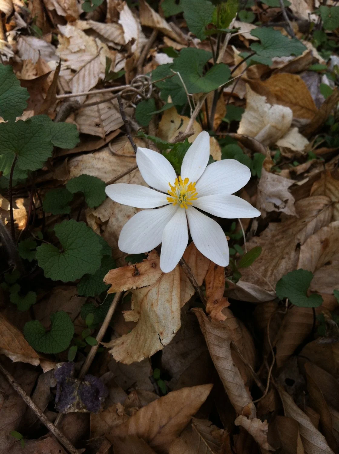 BLOODROOT Sanguinaria
canadensis L. 9 April 2013, Stroud Preserve, West
Chester, Chester County, Pennsylvania.
Normal
0
false
false
false
EN-US
JA
X-NONE
/* Style Definitions */
table.MsoNormalTable
{mso-style-name:"Table Normal";
mso-tstyle-rowband-size:0;
mso-tstyle-colband-size:0;
mso-style-noshow:yes;
mso-style-priority:99;
mso-style-parent:"";
mso-padding-alt:0in 5.4pt 0in 5.4pt;
mso-para-margin:0in;
mso-para-margin-bottom:.0001pt;
mso-pagination:widow-orphan;
font-size:12.0pt;
font-family:"Times New Roman","serif";
mso-fareast-language:JA;}