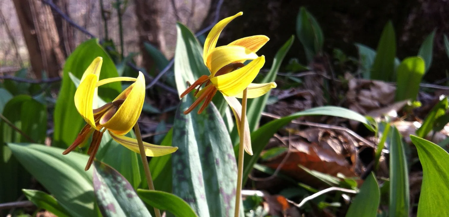 TROUT LILY Erythronium
americanum Ker Gawl. 25 March 2012. Stroud Preserve, West Chester, Chester
County, Pennsylvania.
Normal
0
false
false
false
EN-US
JA
X-NONE
/* Style Definitions */
table.MsoNormalTable
{mso-style-name:"Table Normal";
mso-tstyle-rowband-size:0;
mso-tstyle-colband-size:0;
mso-style-noshow:yes;
mso-style-priority:99;
mso-style-parent:"";
mso-padding-alt:0in 5.4pt 0in 5.4pt;
mso-para-margin:0in;
mso-para-margin-bottom:.0001pt;
mso-pagination:widow-orphan;
font-size:12.0pt;
font-family:"Times New Roman","serif";
mso-fareast-language:JA;}
