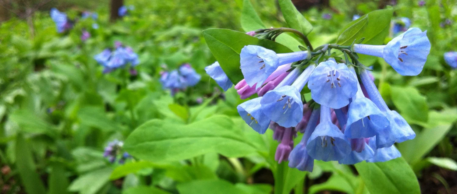 Virginia Bluebell Mertensia virginica (L.) Pers. ex Link , 19 April 2013, Stroud Preserve, West Chester, Chester County, Pennsylvania. 