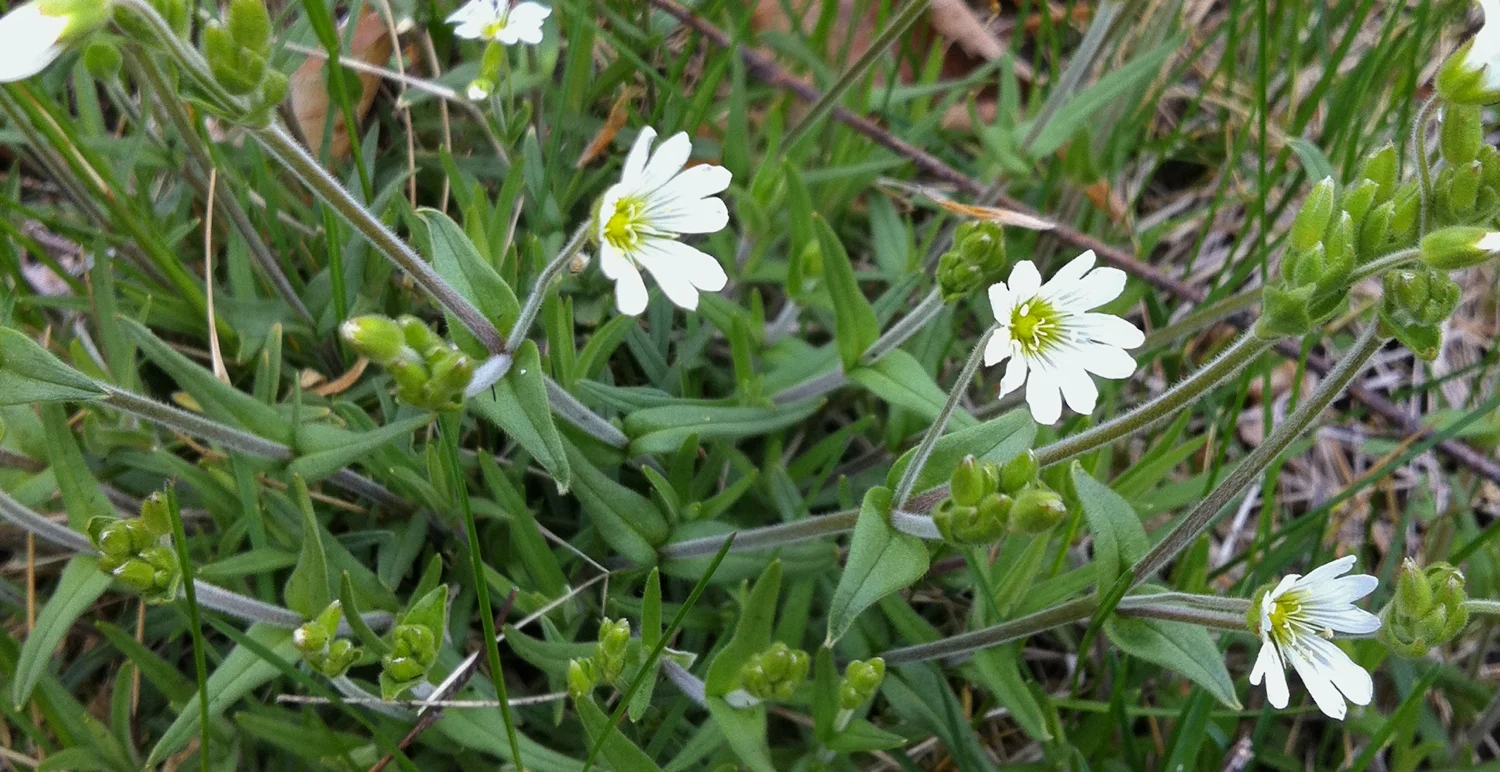 Large field mouse-ear chickweed Cerastium velutium var. velutinum Raf. 23 April 2013, Stroud Preserve, West Chester, Chester County, Pennsylvania. 