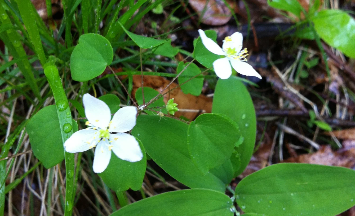 Rue Anemone Thalictrum thalictroides (L.) A.J.Eames & B.Boivin 29 April 2013, Stroud Preserve, Chester County, Pennsylvania. 