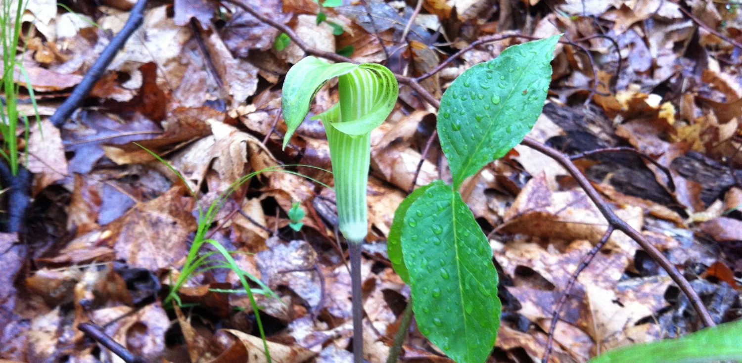 Jack-in-the-pulpit Arisaema dracontium (L.) Schott 30 April 2013, Stroud Preserve, West Chester, Chester County, Pennsylvania. 