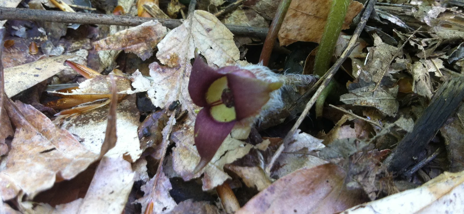 Wild ginger Asarun canadense L. 1 May 2013, Stroud Preserve, West Chester, Chester County, Pennsylvania.