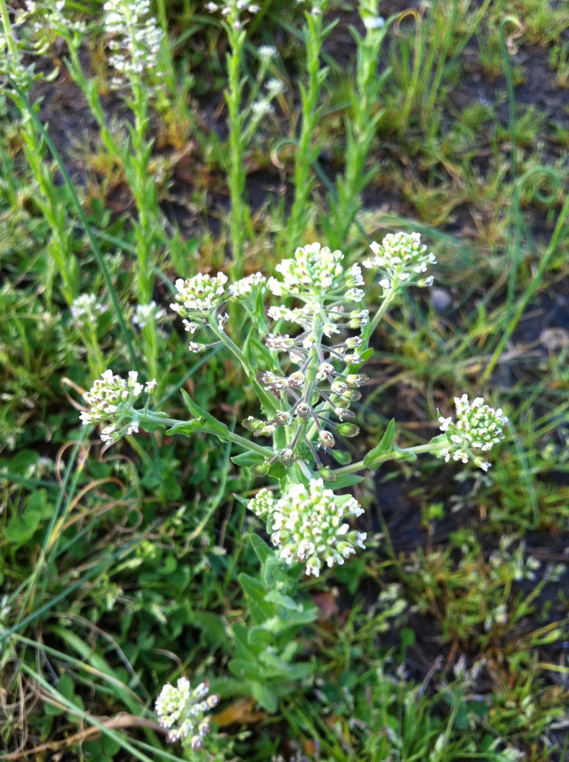 Fieldcress